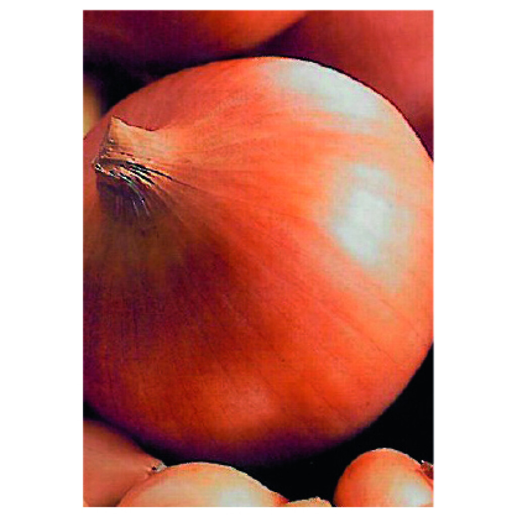 Ajuin Sturon 14/21 500 g Ajuin Sturon 14/21 500 g