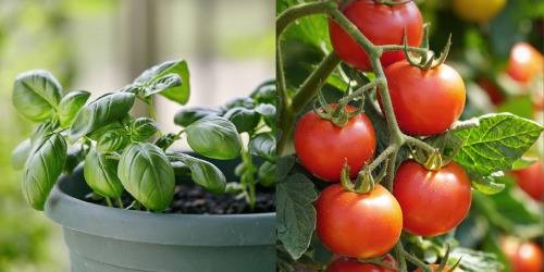 Comment les plantes se renforcent mutuellement Comment les plantes se renforcent mutuellement