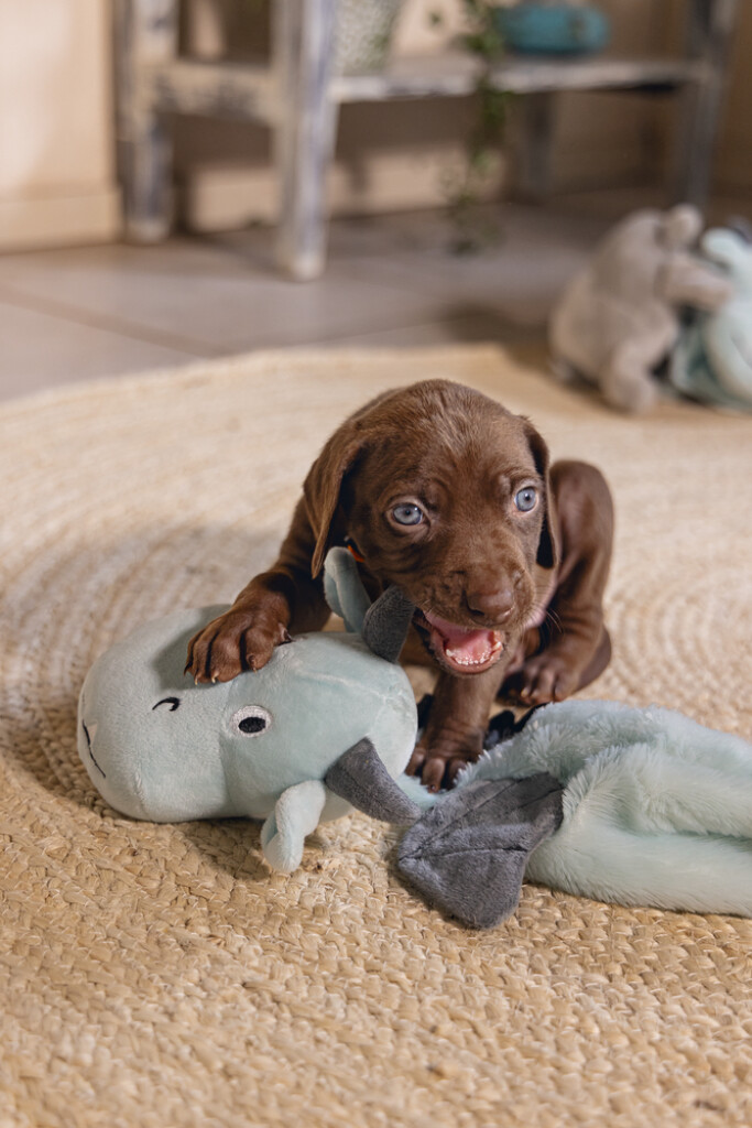 Puppy Flatino Draak Yi