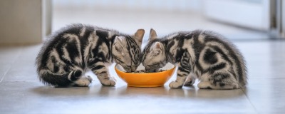 Aliments pour chatons