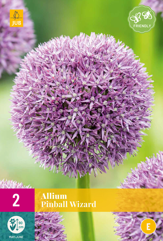 X 2 Allium Pinball Wizard