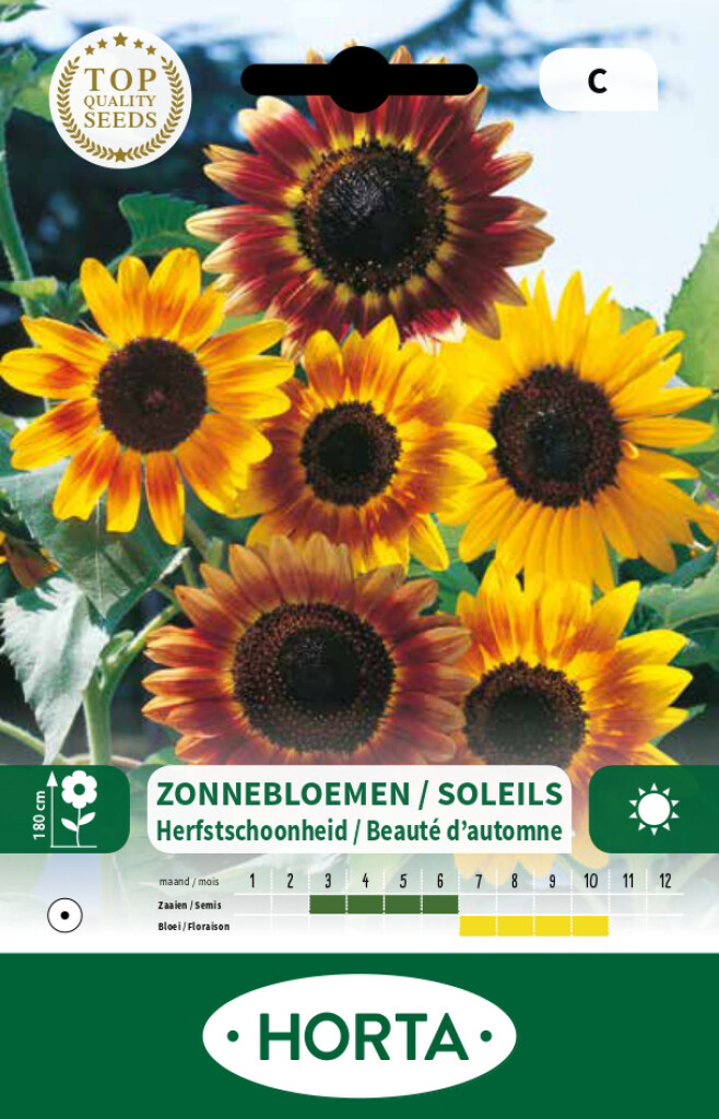 Helianthus (zonnebloem) Autumn Beauty