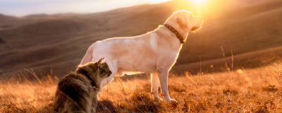 5 redenen om je hond of kat  premium voeding te geven