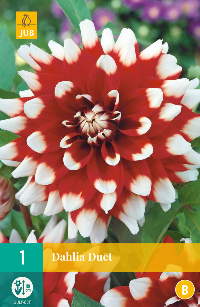 1X Dahlia Duet