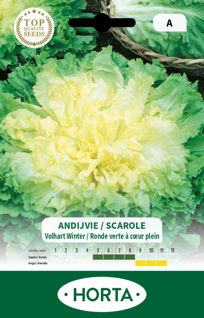Andijvie breedblad Volhart Winter