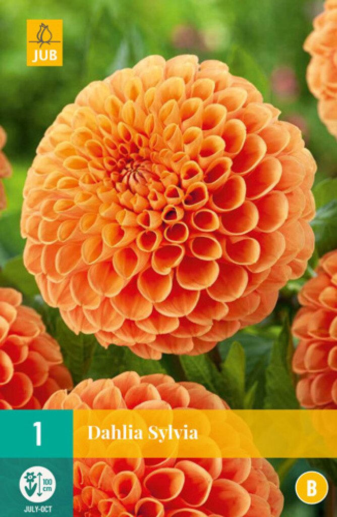 X1 Dahlia Sylvia I