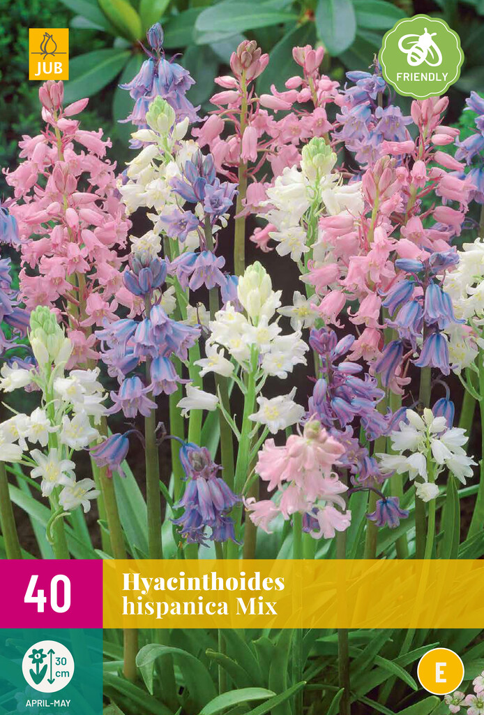 X 40 Hyacinthoides hispanica Mix