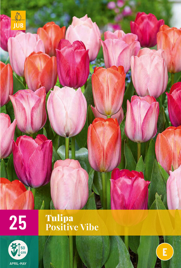 X 25 Tulipa Positive Vibe