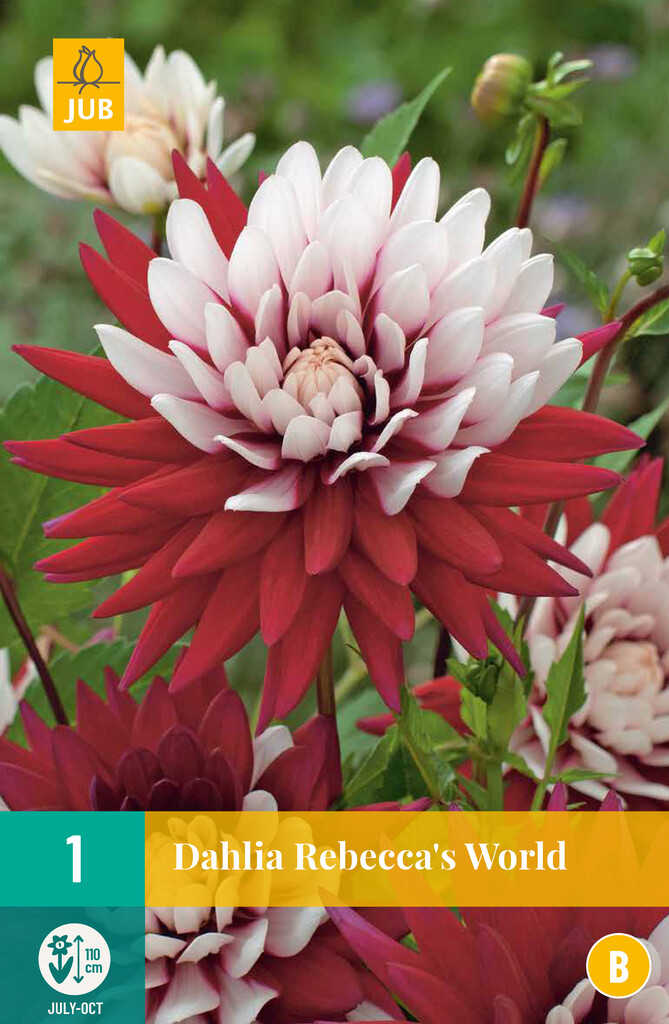 X1 Dahlia Rebecca's World