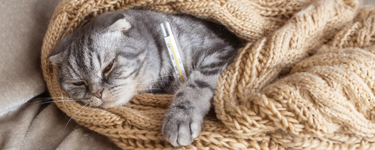 Votre chat est en hypothermie ? Agissez immédiatement !