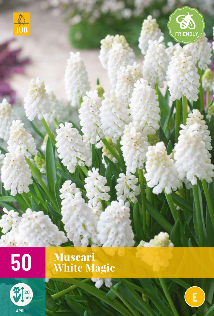 X 50 Muscari White Magic