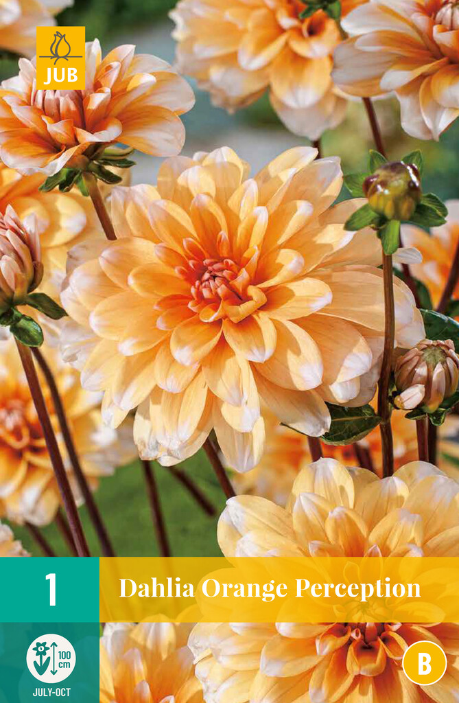 X1 Dahlia Orange Perception