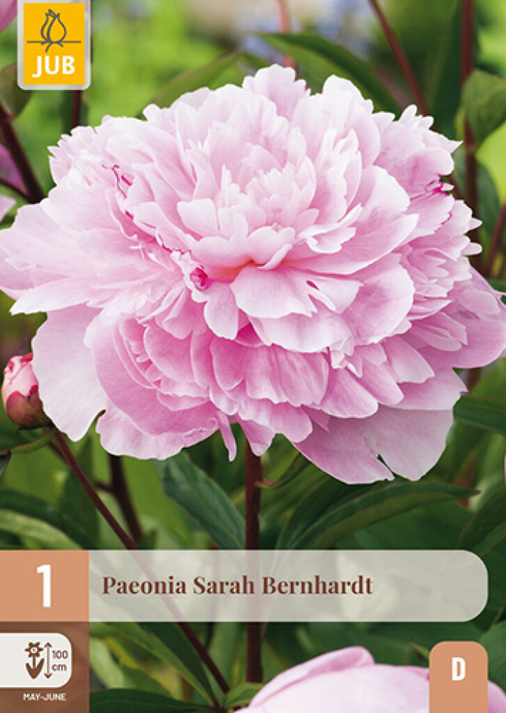 X1 Paeonia Sarah Bernhardt