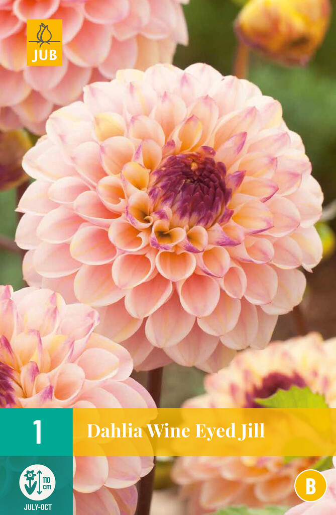 X1 Dahlia Wine Eyed Jill