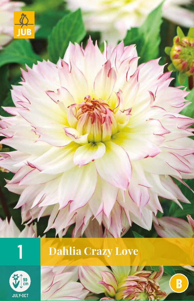 X1 Dahlia Crazy Love