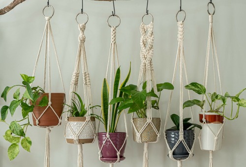 Type kamerplanten