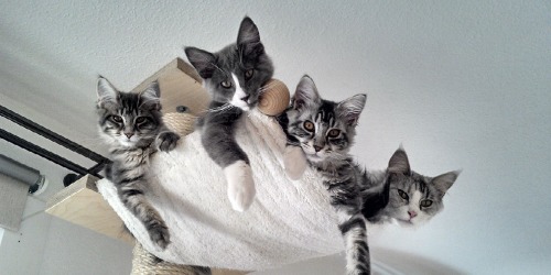 krabpaal meerdere katten krabpaal meerdere katten