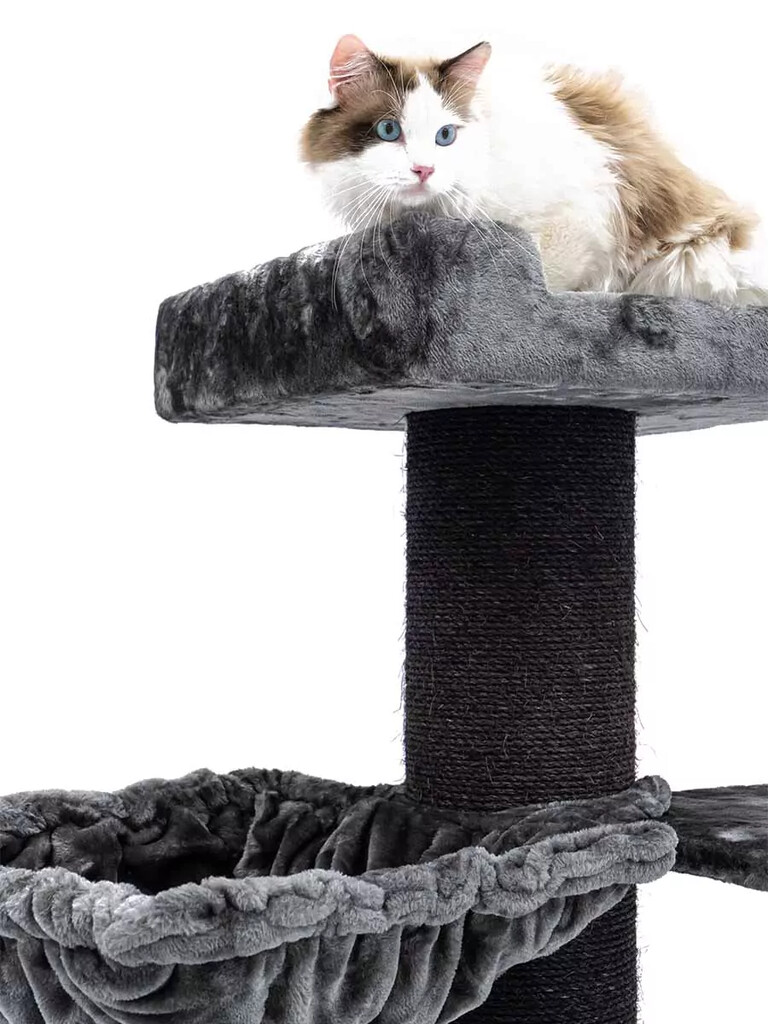 Krabpaal Ragdoll 179 Pepper