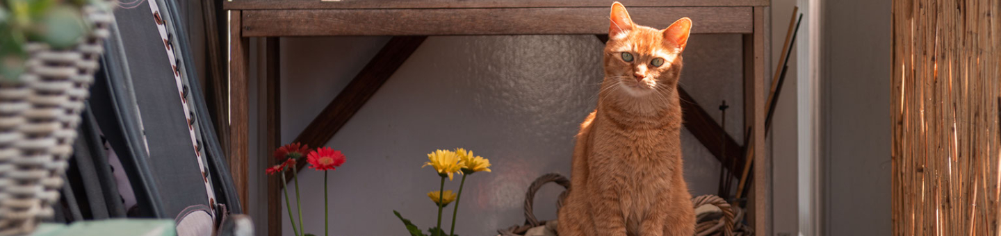 Wat mag een kat niet eten?