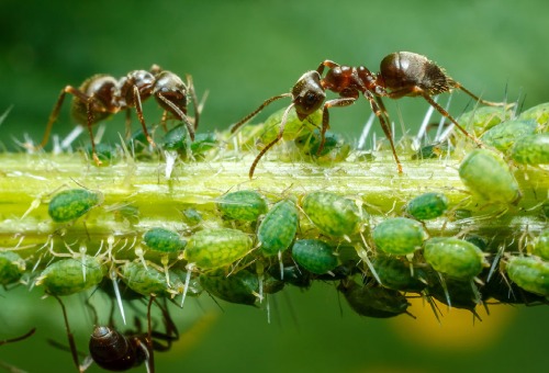Lutter contre les fourmis dans votre gazon
