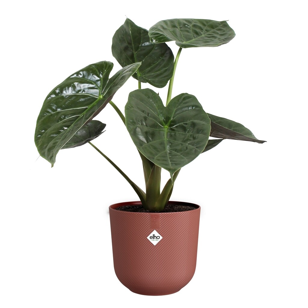 Jazz Rond 23cm toscaans rood