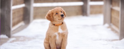 Help je hond gezond door de winter Help je hond gezond door de winter
