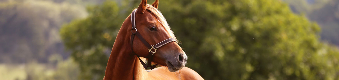 Cheval Cheval