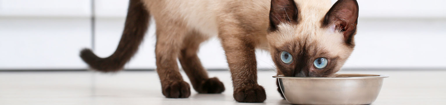 Beste kattenvoer Beste kattenvoer