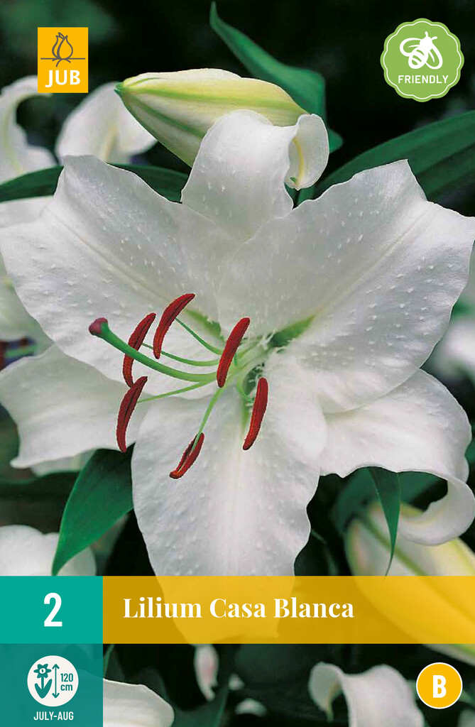 X2 Lilium Casa Blanca