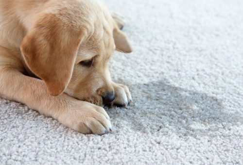 Cage en grillage pour chiens