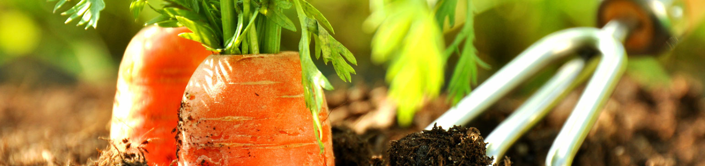 Moestuin in 7 stappen Moestuin in 7 stappen