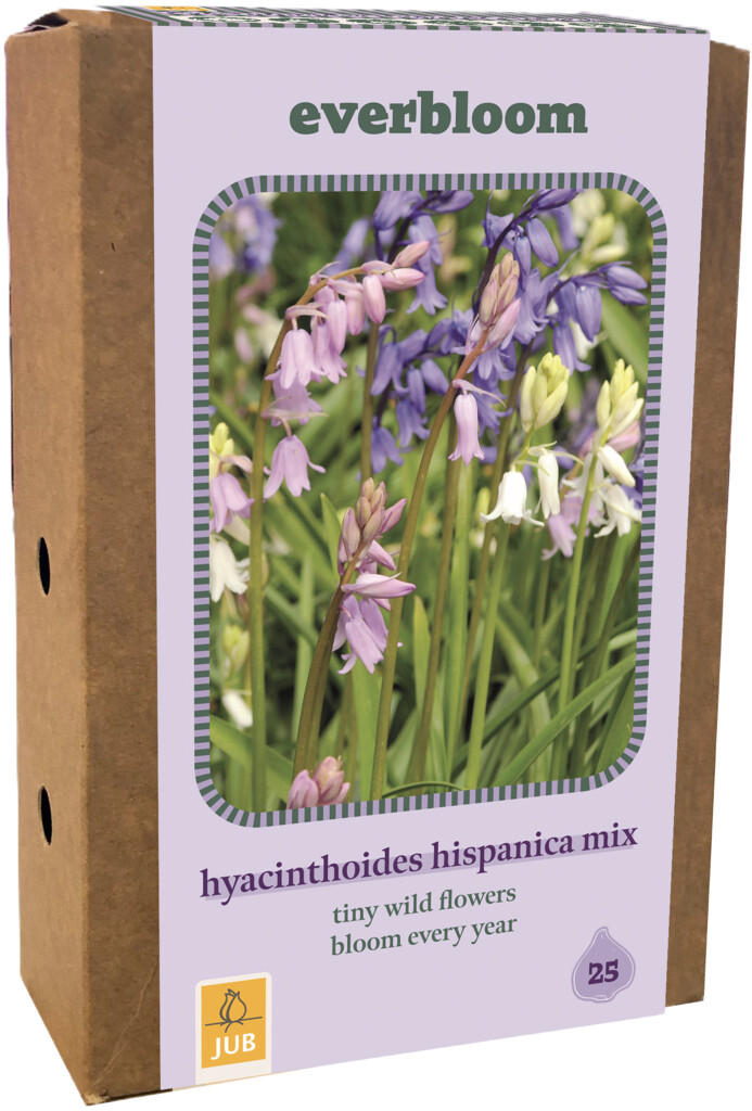 X1 Doos 25 Everbloom Hyacinthoides Hisp. Mix 7/8