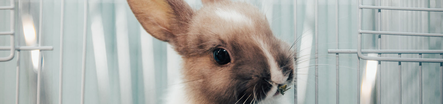 Cage à lapin