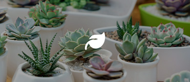 Plantenpaspoort: succulenten