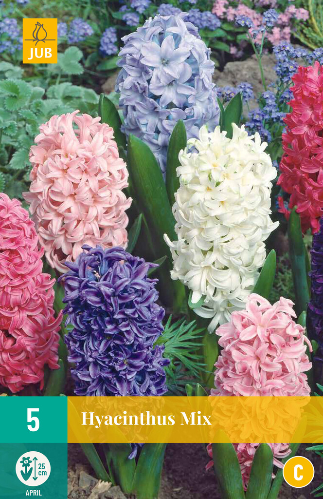 X 5 Hyacinthus Mix