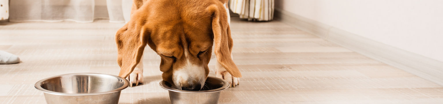 Nourriture pour chiens Nourriture pour chiens