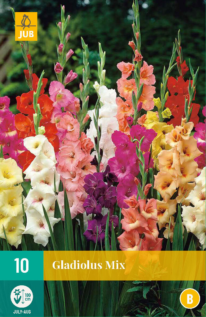 X10 Gladiolus mix