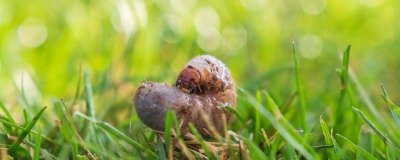 Engerlingen of emelten 