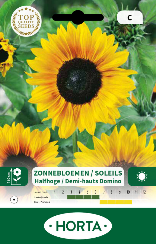 Helianthus (Soleil) Domino