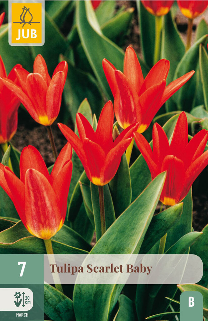X7 Tulipa Scarlet Baby 11/12