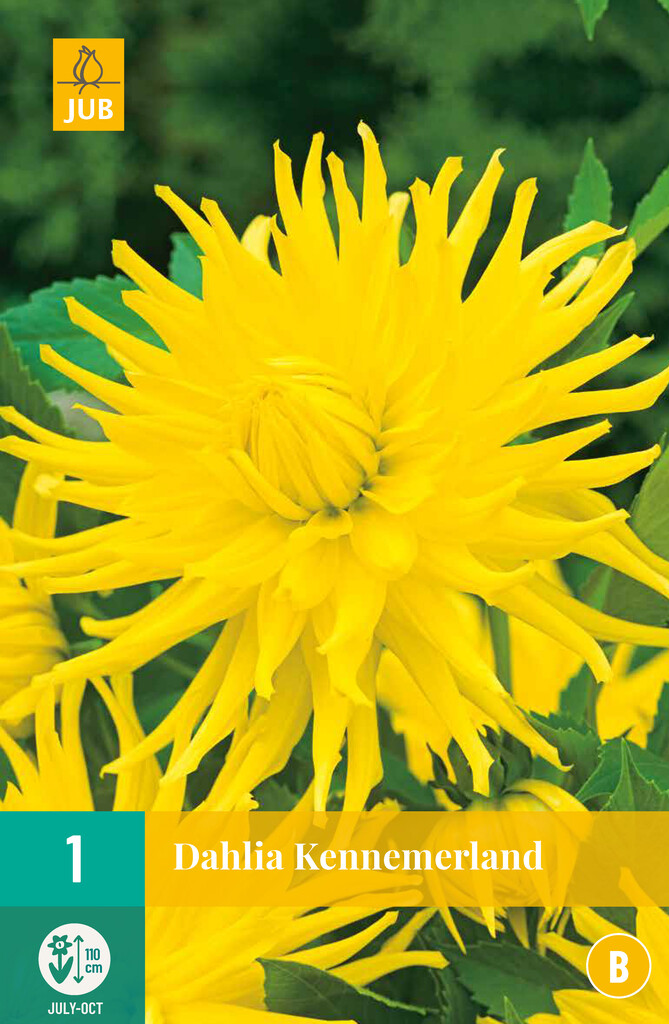 X1 Dahlia Kennemerland