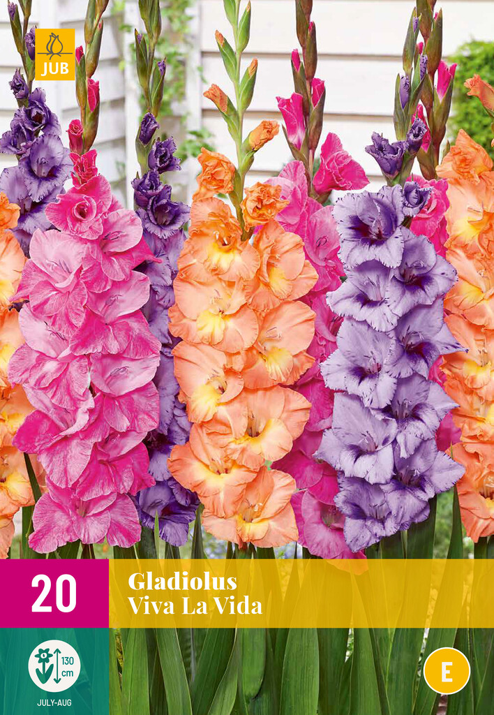 X20 Gladiolus Viva La Vida
