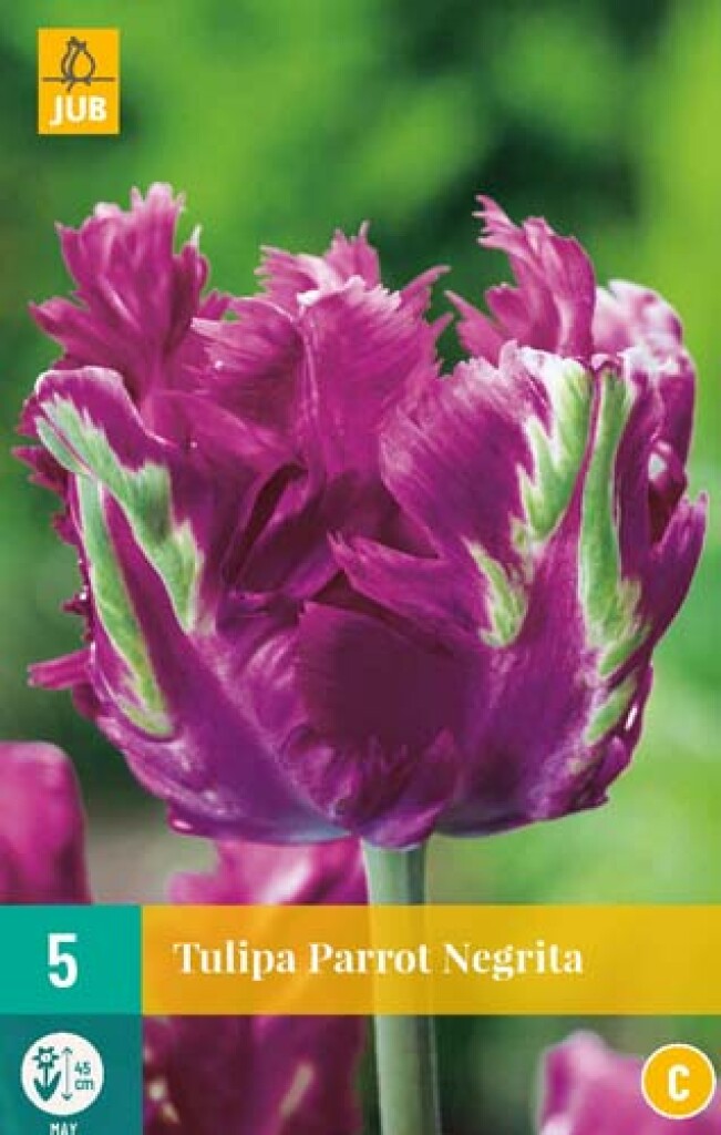 X 5 Tulipa Parrot Negrita 11/12