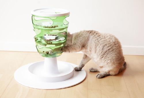Spelletjes doen met uw kat Spelletjes doen met uw kat