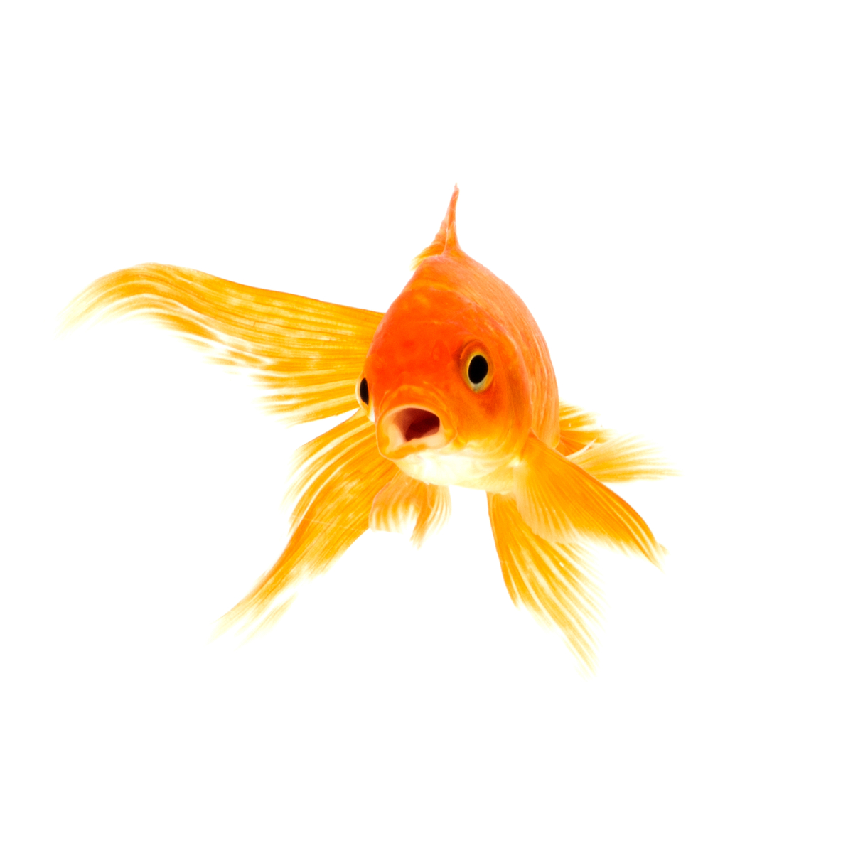 zoetwatervis