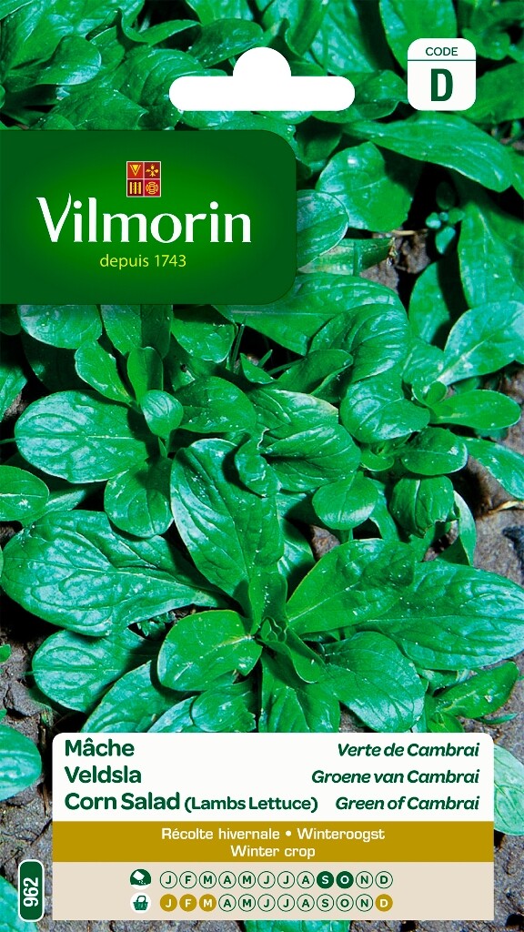 Mâche Verte De Cambrai