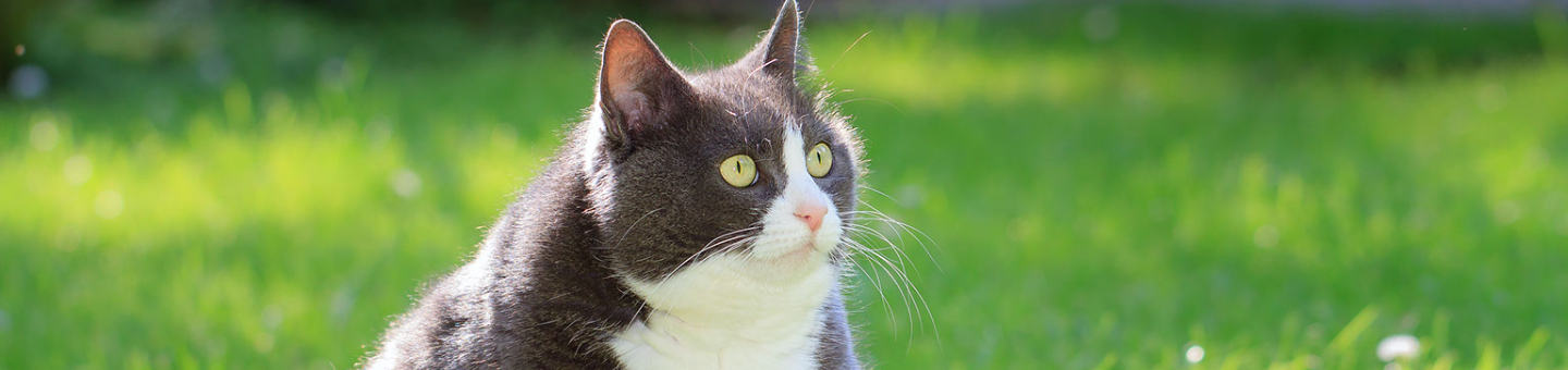 Chat obèse Chat obèse