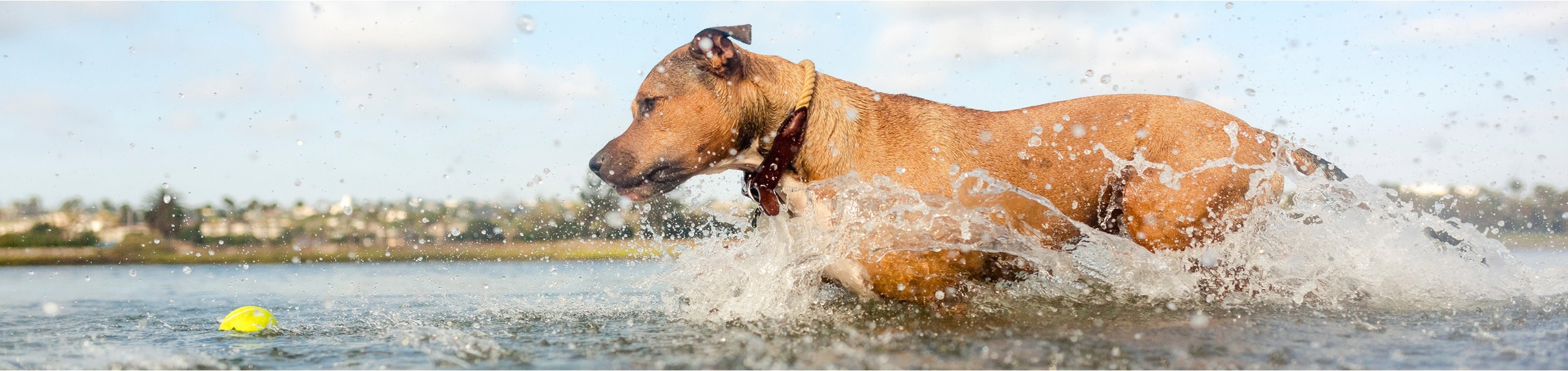 hond spelen in het water