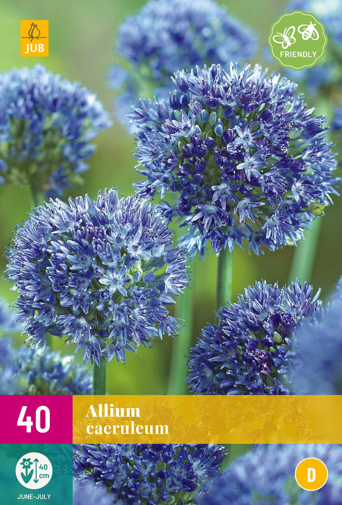 X 40 Allium caeruleum