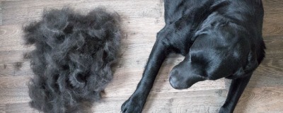 Haaruitval bij hond